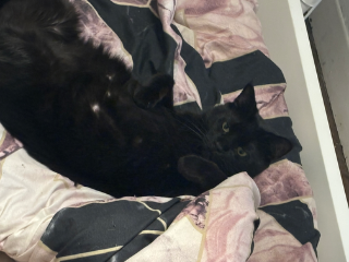 Nala