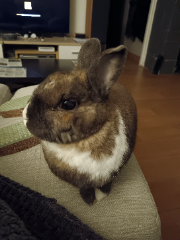 Mika