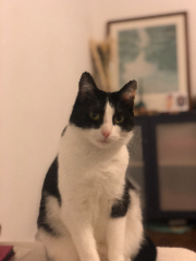 Nyx