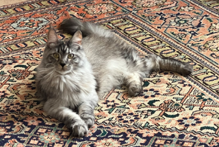 Sophie