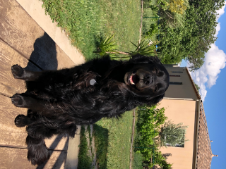 Oscar
