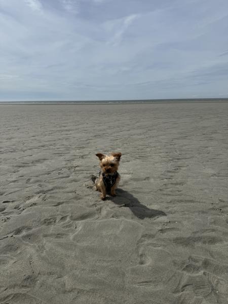 Toffee