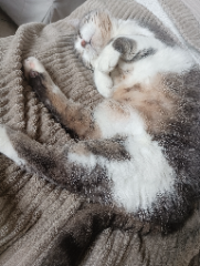 Bilouchette