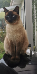 ROMY