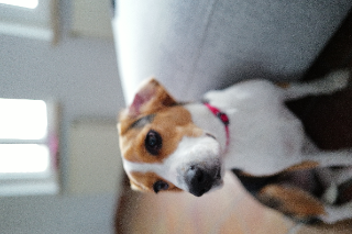 Thea