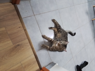 Leo