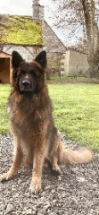 Reglisse