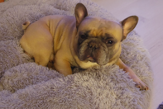 Nino
