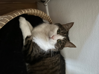 Mao