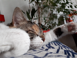 Capucine