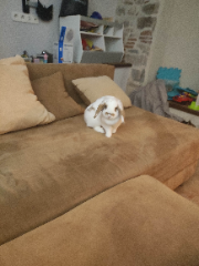 poupie