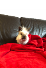 Lola