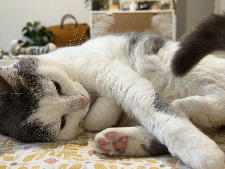 Nymeria