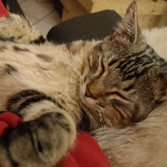 Zola