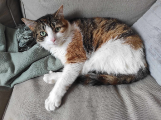 CHILI
