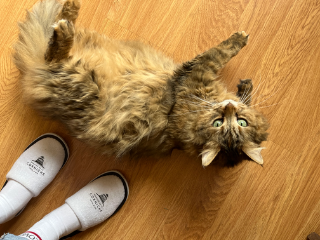 Nala