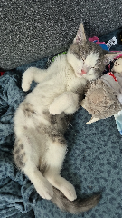 Olaf