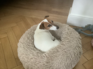 Toupie