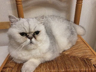 Pussy