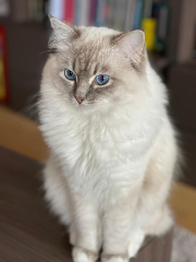 Coton