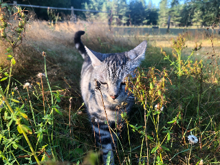 Hamlet