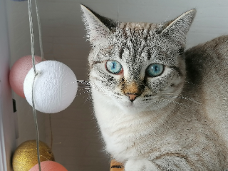 Tara