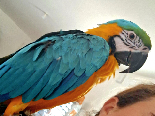 Coco