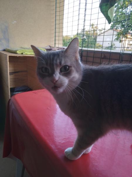 Cerise