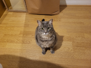 Jaïna