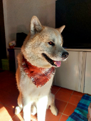 Kinaï