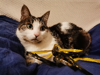 Otis