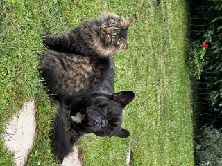 Peponne