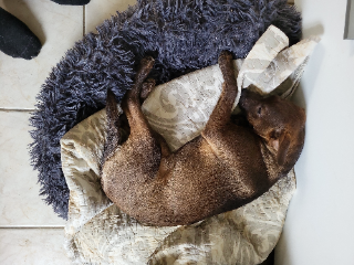 Heidi
