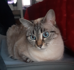 Kiara