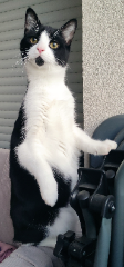 Scratchy