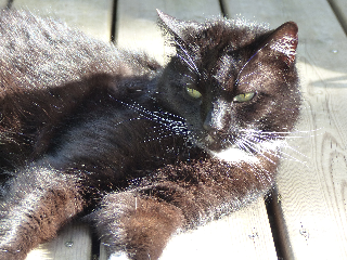 Merlin