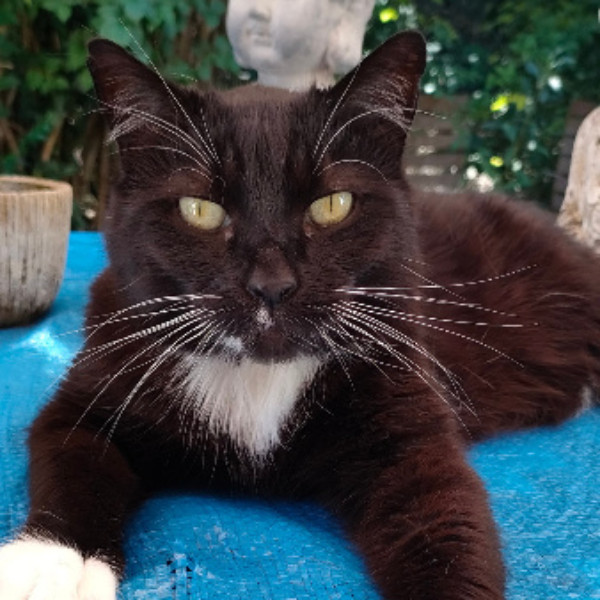 Merlin