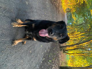 Baloo