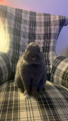 Titou