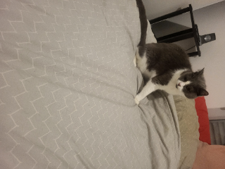 Kitty