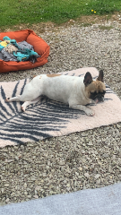 Suzie