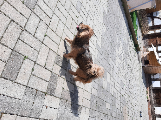 Bouboule