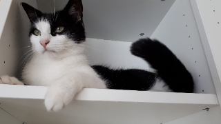 Figaro