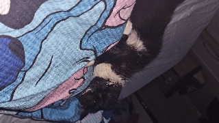 Stella