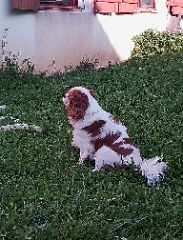 Oscar