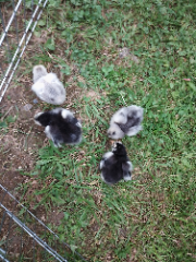 Poulette