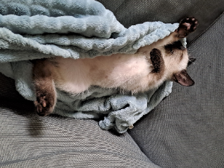 Yoda