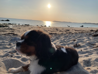 Roxy
