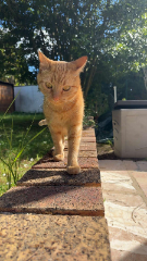 Victor