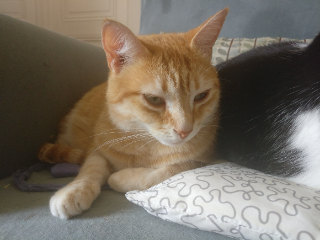Pépette